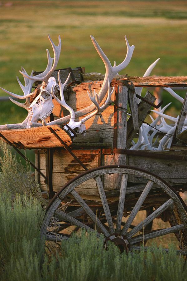Legacies -Wagon Wheel and Antler Horns - Montana Photograph by Bonnie Colgan