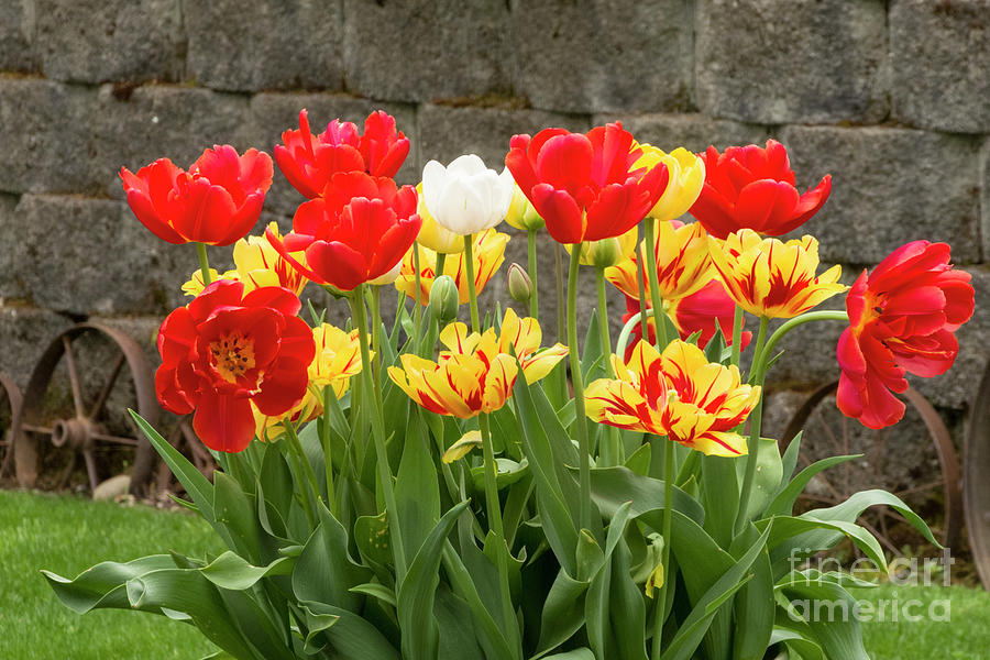 Wagon Wheel Tulips 2020 Photograph by Louise Magno