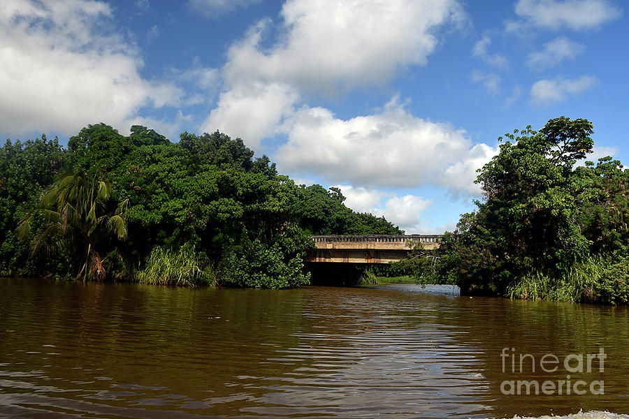 Wailua River Photograph by Cindy Murphy