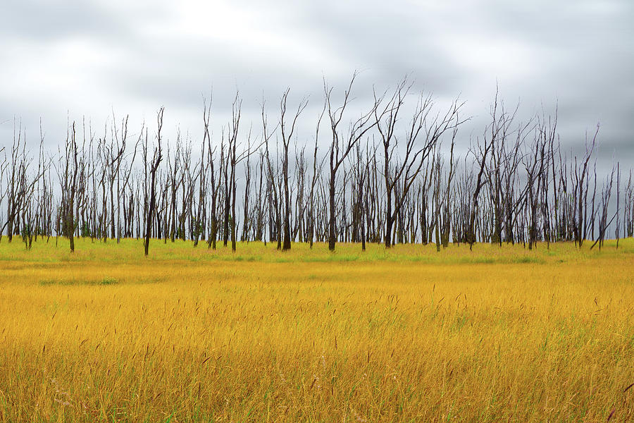 Waimea Grassland Photograph by Morris Asato