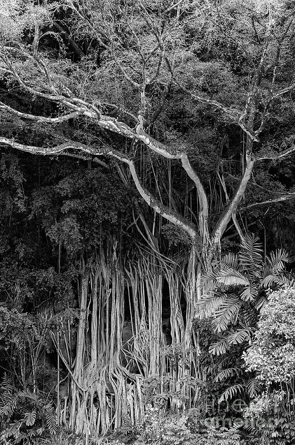 Waimea Valley Banyan Tree 2 Photograph by Bob Phillips