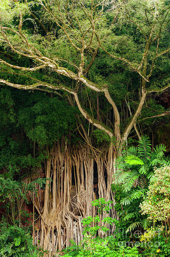 Waimea Valley Banyan Tree Photograph by Bob Phillips