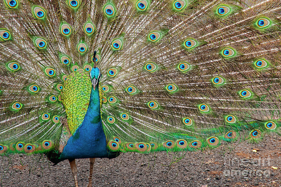 Waimea Valley Peacock  Photograph by Bob Phillips