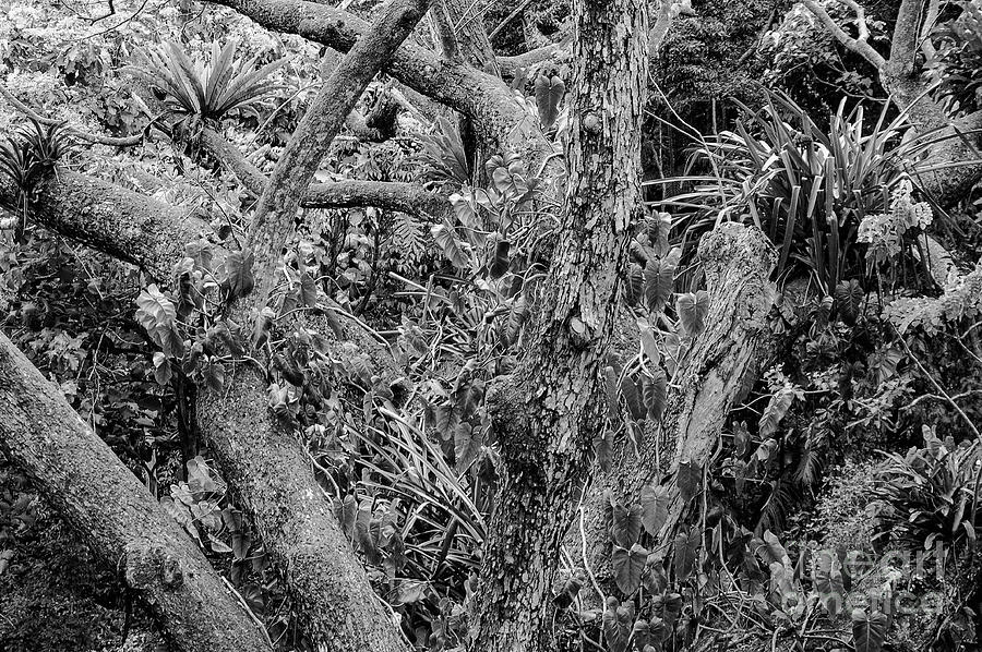 Waimea Valley Trees and Plants 2 Photograph by Bob Phillips