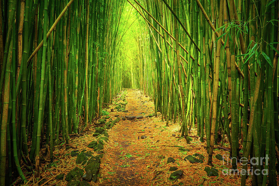 Waimoku Bamboo Forest Photograph by Inge Johnsson