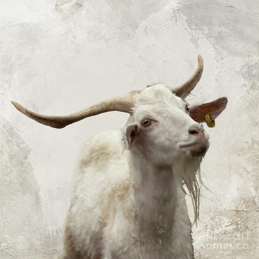 Waipu Goat Photograph by Eva Lechner