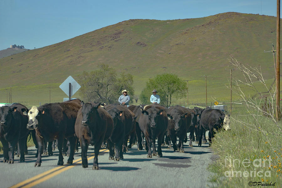 WAIT The Cows Are Going the WRONG WAY Photograph by Debby Pueschel