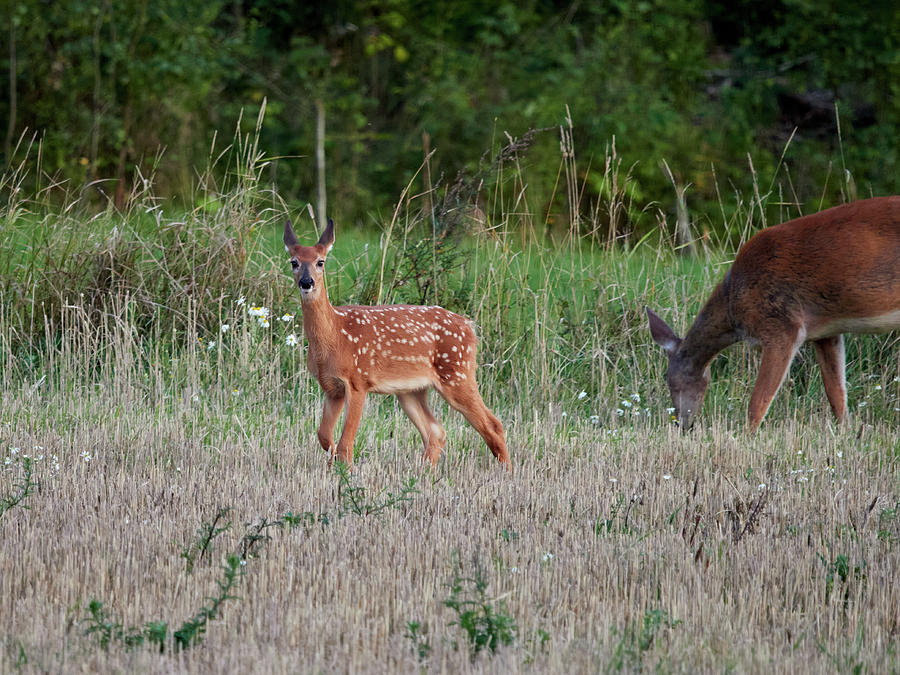 Wait whose there. White-tailed deer Photograph by Jouko Lehto