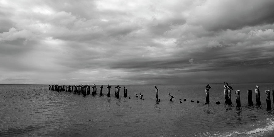 Gathering Seabirds Waiting On a Storm - Fine Art Print Photograph by Kenneth Lane Smith