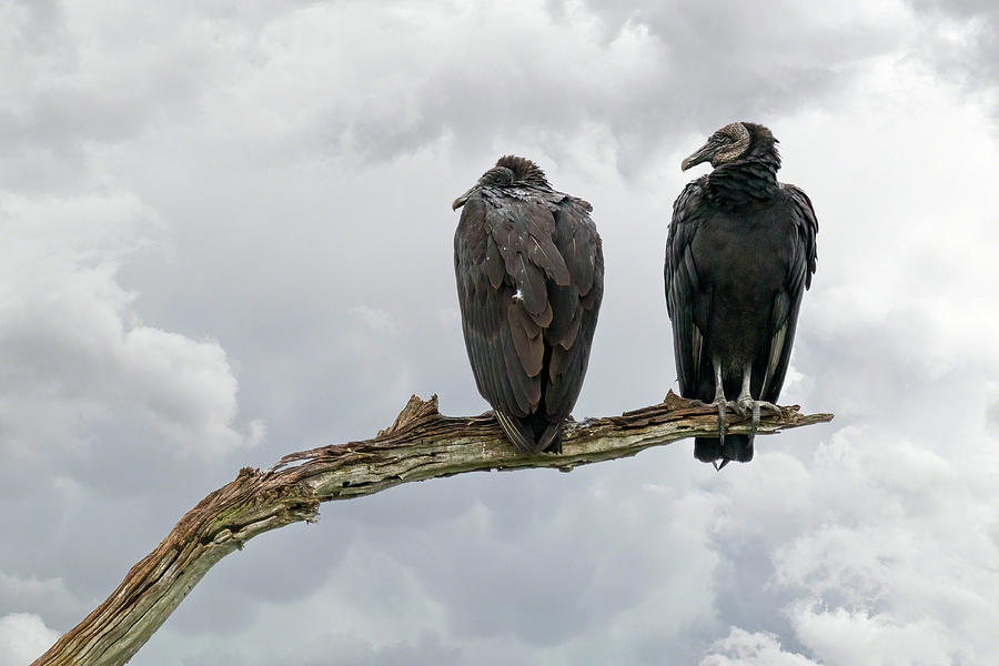 Waiting - Black Vultures Photograph by Dawn Currie
