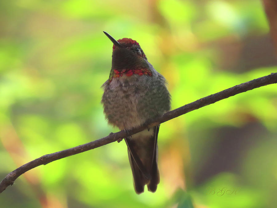 Ready for Love - Hummingbird Photography - Avian Art Photograph by Brooks Garten Hauschild