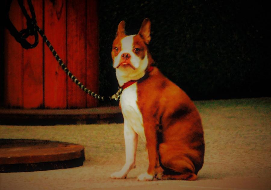 -Boston Terrier - Waiting for Master Photograph by THERESA Nye