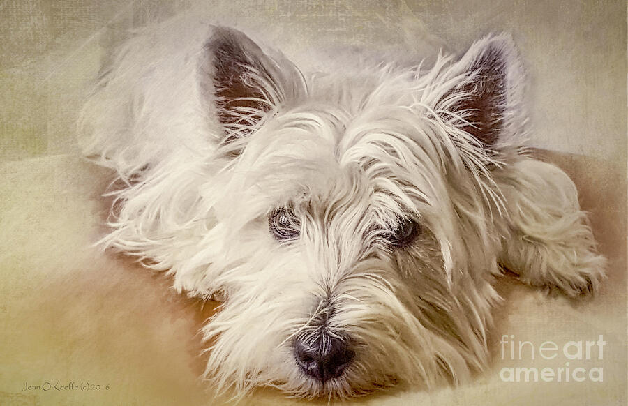 Waiting For Papa Digital Art by Macro Abundance Art Waiting For Papa Digital Art by Macro Abundance Art