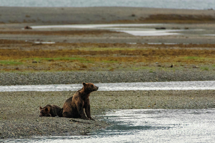 Waiting for Salmon at Pack Creek Delta, Alaska Photograph by Nancy Gleason
