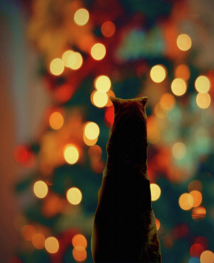 Waiting for Santa-Dog and Christmas Lights Digital Art by Shelli Fitzpatrick