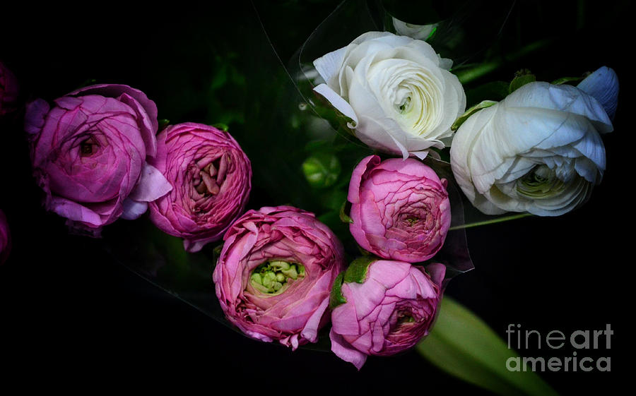 Flower Photograph - Waiting for Spring - Persian Buttercup Peonies - Pink and White by Miriam Danar