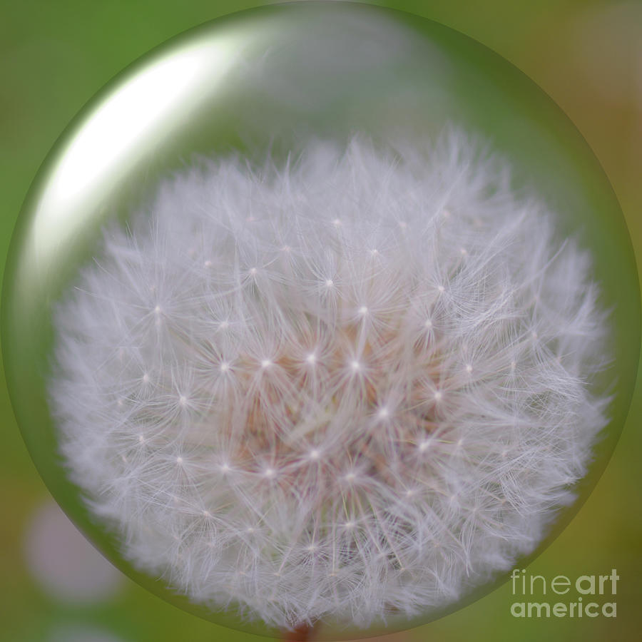Waiting for Wishes - Dandelion Photograph by Yvonne Johnstone