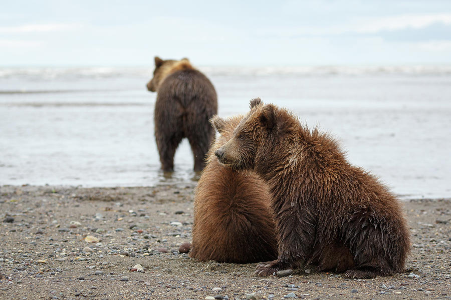 Waiting In Line Photograph by Ann Skelton - Fine Art America