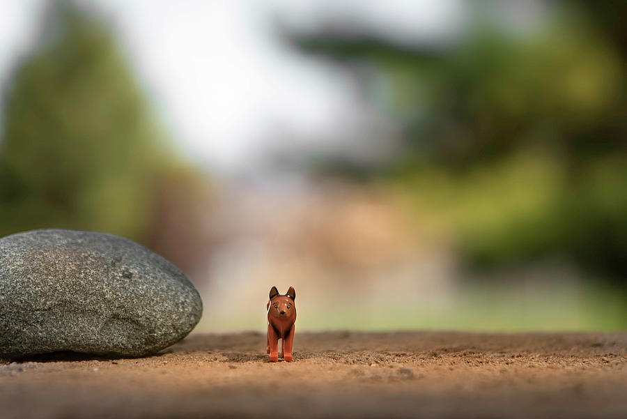 Toy Photograph - Waiting Patiently by Irwin Seidman