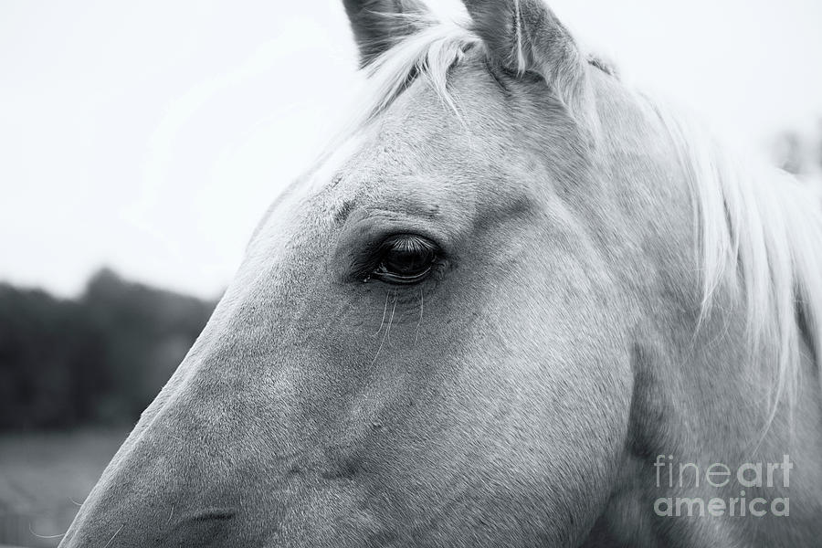 Horse Photograph - Waiting by Renata Natale