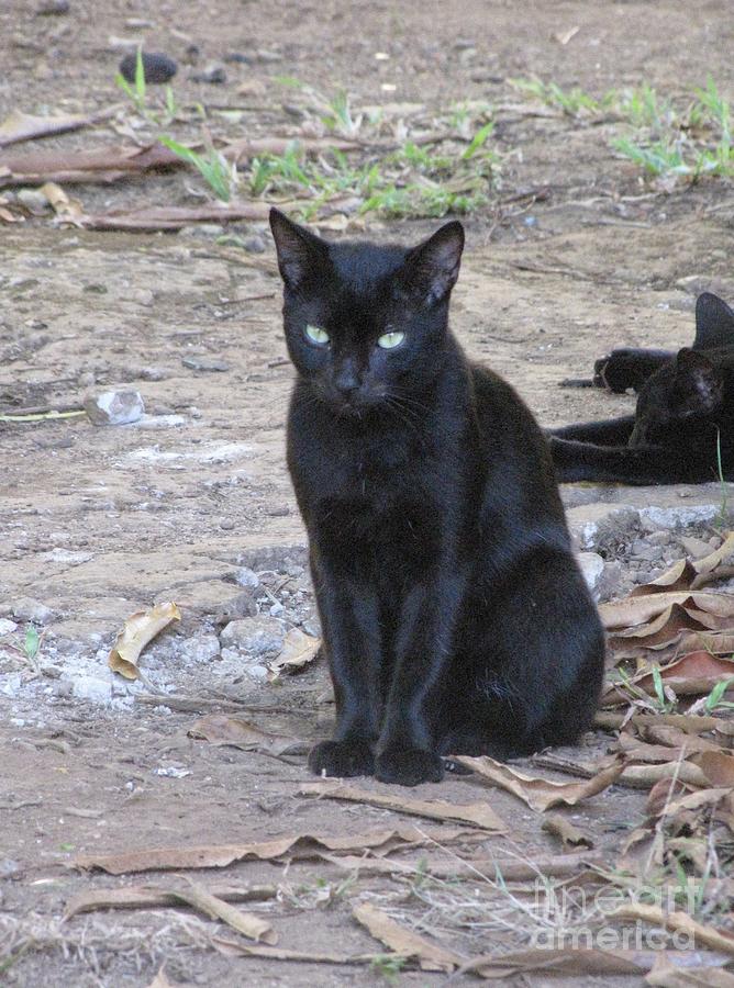 Waiting-Wild Cat of Devils Island Photograph by World Reflections By Sharon