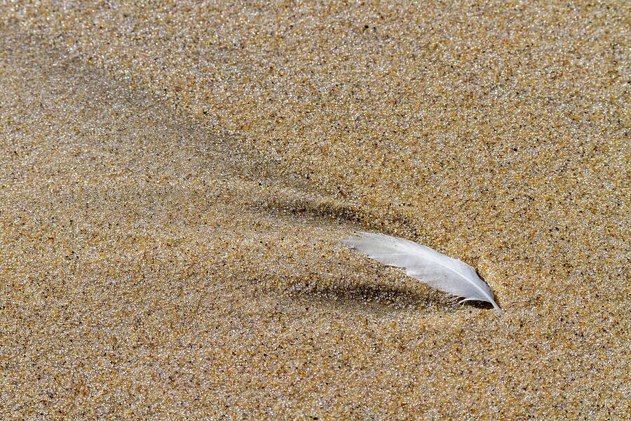 Wake of a Feather Photograph by Liza Eckardt