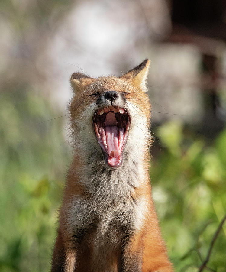 Wake-up Call Photograph by Peter De Gannes - Fine Art America