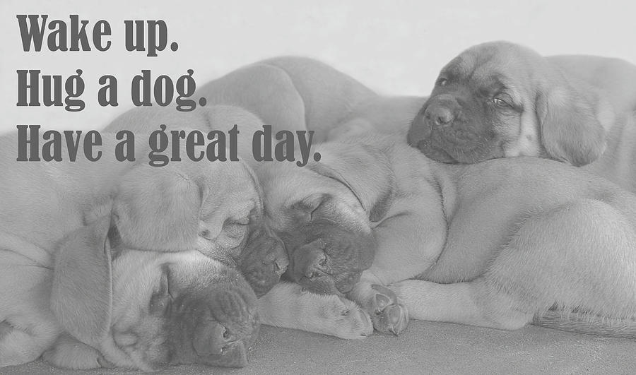 Wake up. Hug a dog. Have a great day. Photograph by Jennifer Wallace