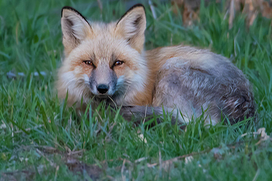 Waking Fox Photograph by Cory Milligan - Fine Art America