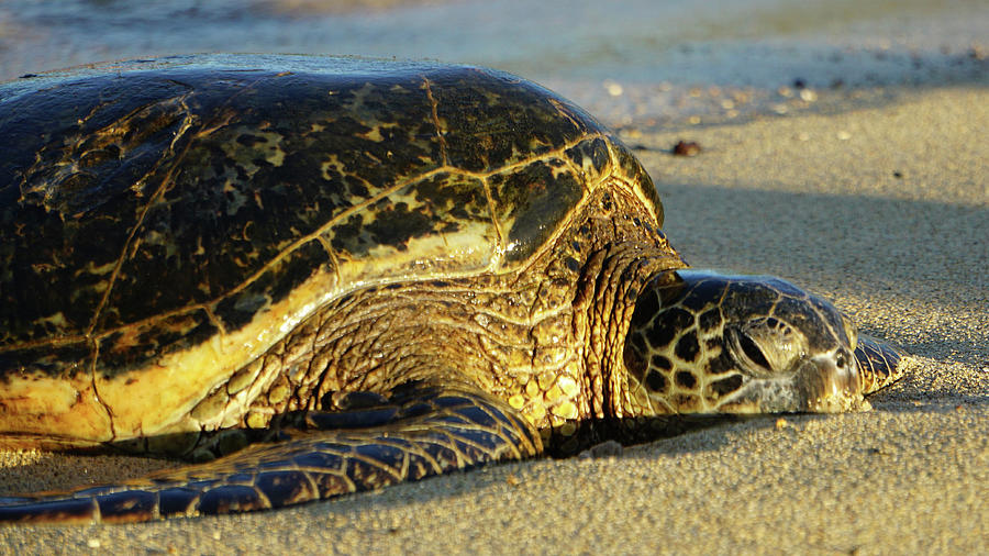 Waking Turtle Photograph by Maria Konosky - Fine Art America