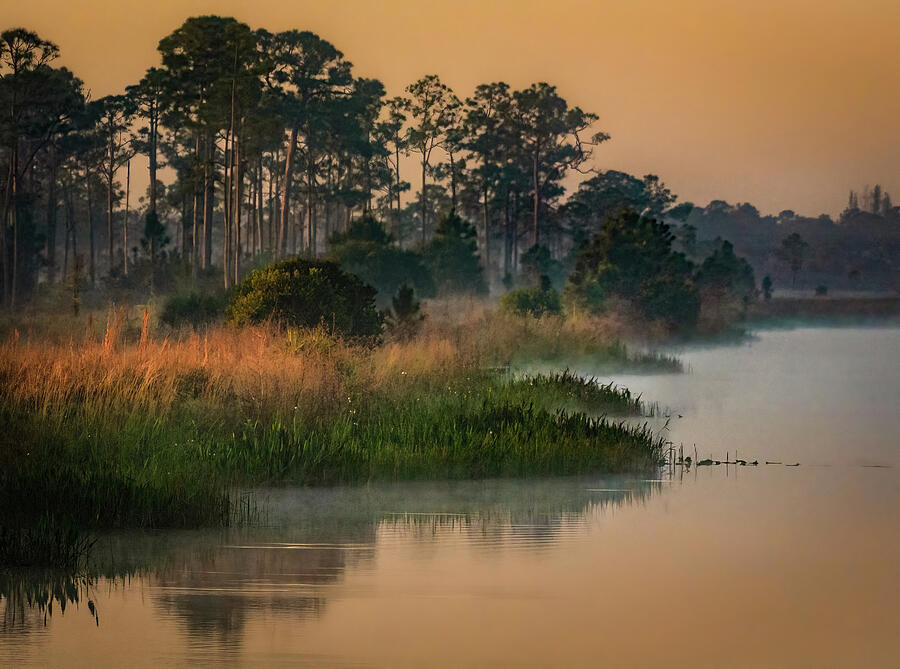 Waking Up In The Glades Photograph by Rebecca Herranen