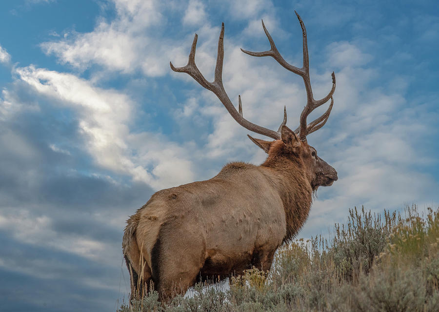 Waking Up in Yellowstone, Bull Elk Photograph by Marcy Wielfaert