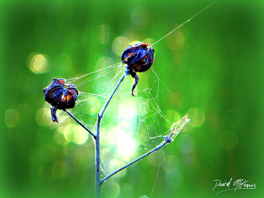 Bird Photograph - Wakodahatchee Flower 1 by David McKinney