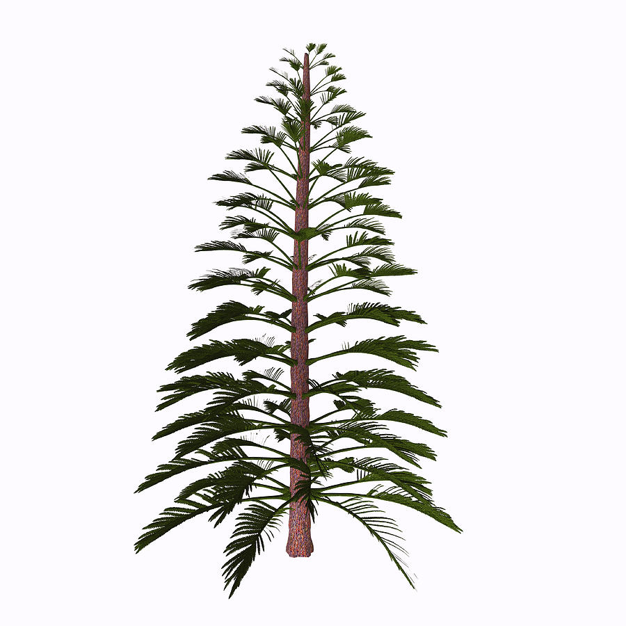Walchia tree on white background. Drawing by Corey Ford/Stocktrek Images