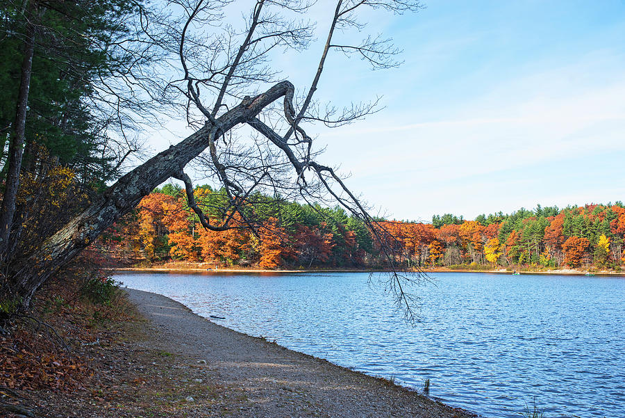 Walden Pond Fall Foliage Concord MA Tree Branch Photograph by Toby