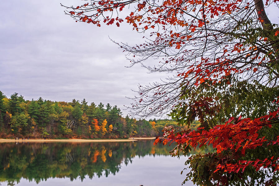 Walden Pond Fall Foliage Le 2aves Concord MA Photograph by Toby McGuire