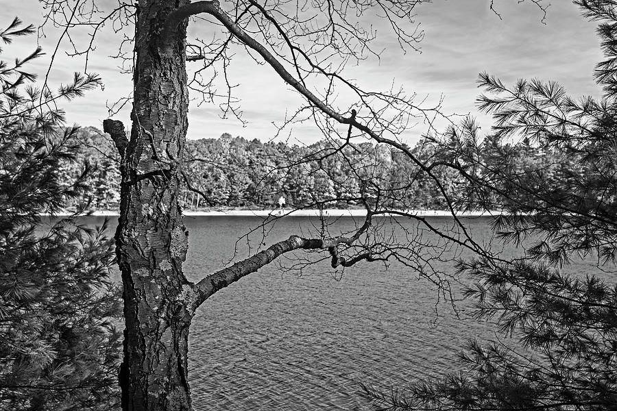 Walden Pond Fall Foliage Through the trees Concord Massachusetts Black and White Photograph by Toby McGuire