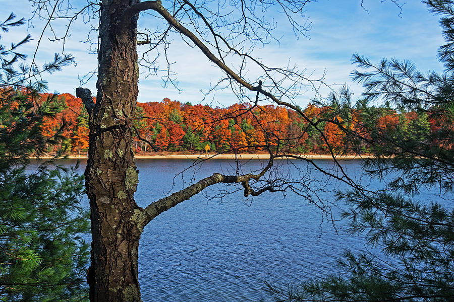 Walden Pond Fall Foliage Through the trees Concord Massachusetts Photograph by Toby McGuire