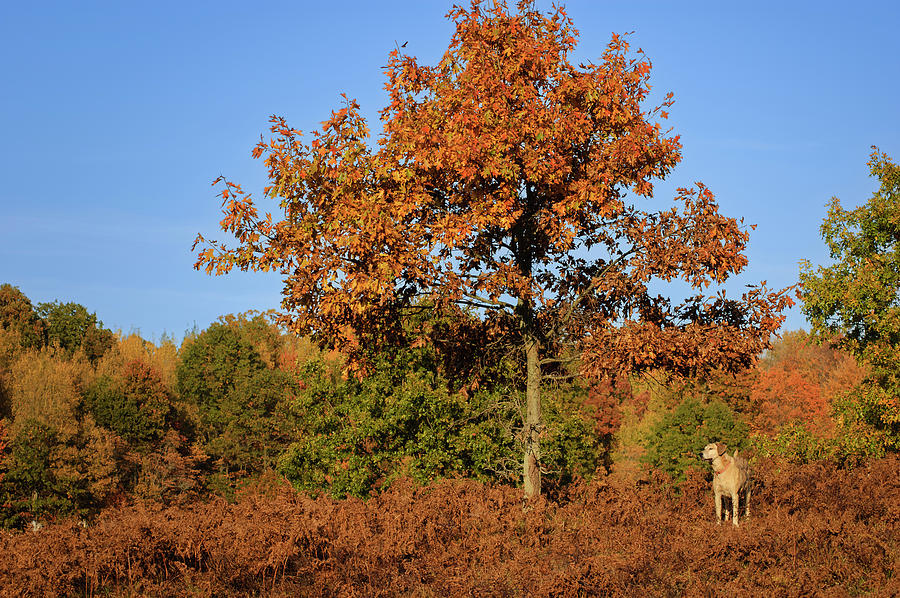Fall Photograph - Waldo Dog Goes Hunting in Autumn by Mary Lee Dereske
