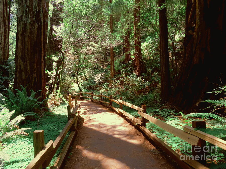 San Francisco Photograph - Walking Into Nature by Mary Mikawoz