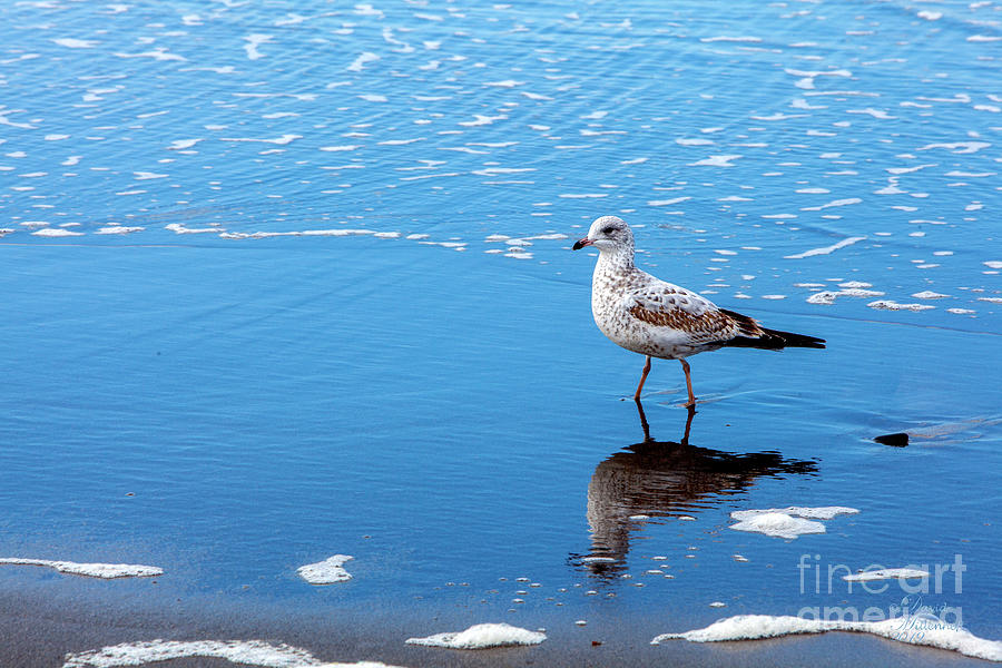 Walk Along the Shoreline, Beach, Ocean, Blue, Pacific Ocean, Photograph by David Millenheft