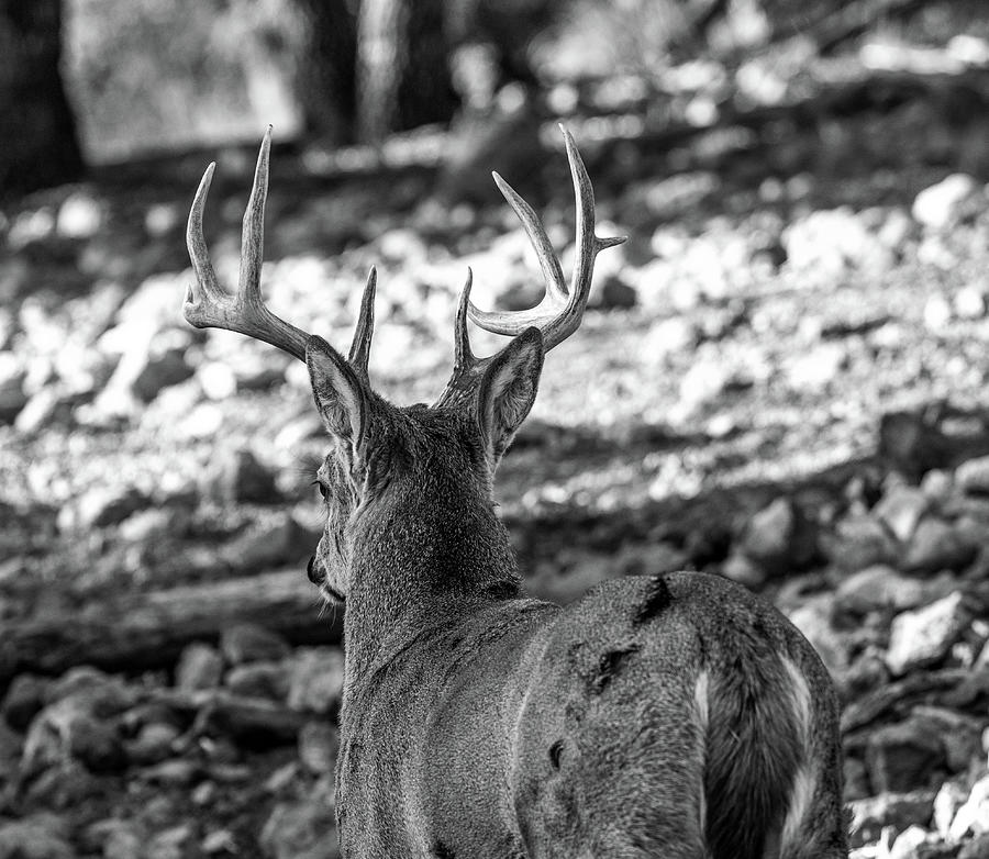 Walk Away - Whitetail Deer Buck BW Photograph by Renny Spencer