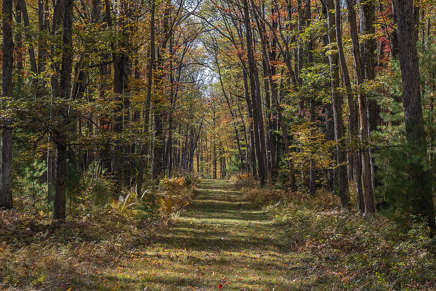 Walk in Autmn woods Photograph by Charlie Cropp - Fine Art America