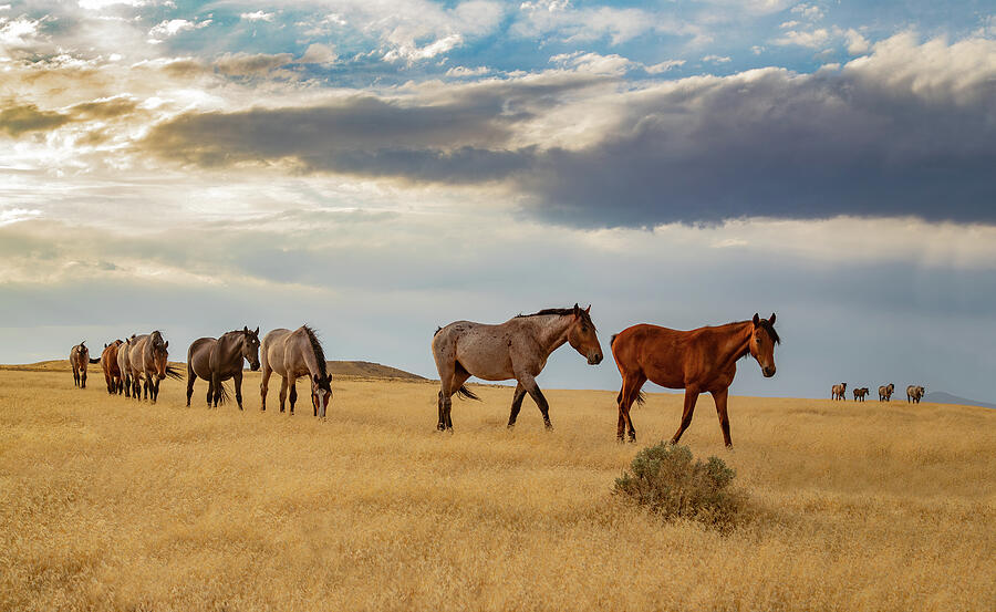Horse Photograph - Walk In Beauty by Kent Keller