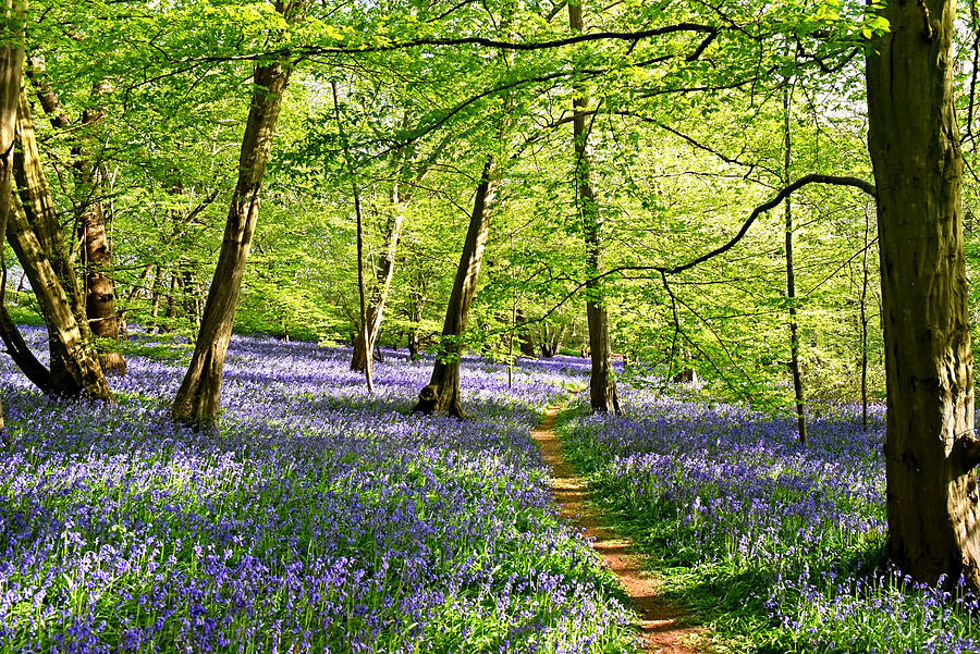Walk In The Bluebell Wood Photograph by Gill Billington