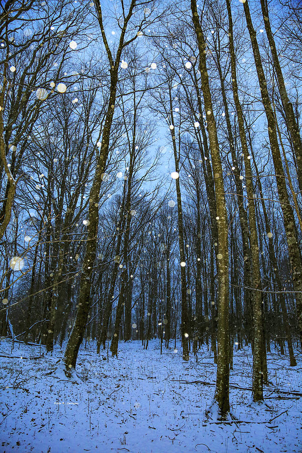 Walk in the Snowy Woods Photograph by Dale R Carlson
