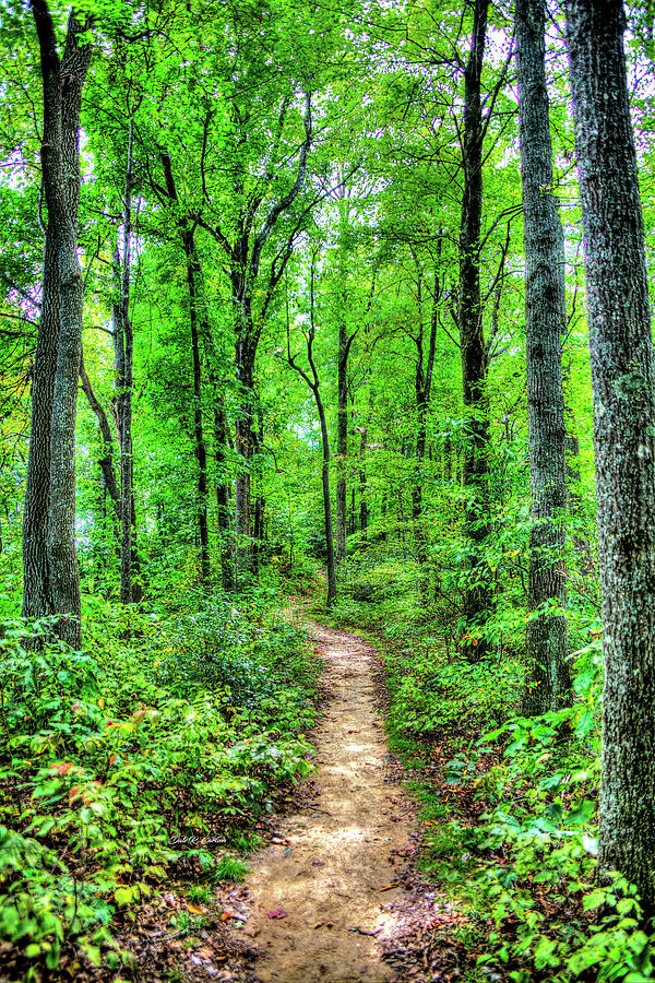 Walk in the Woods Photograph by Dale R Carlson