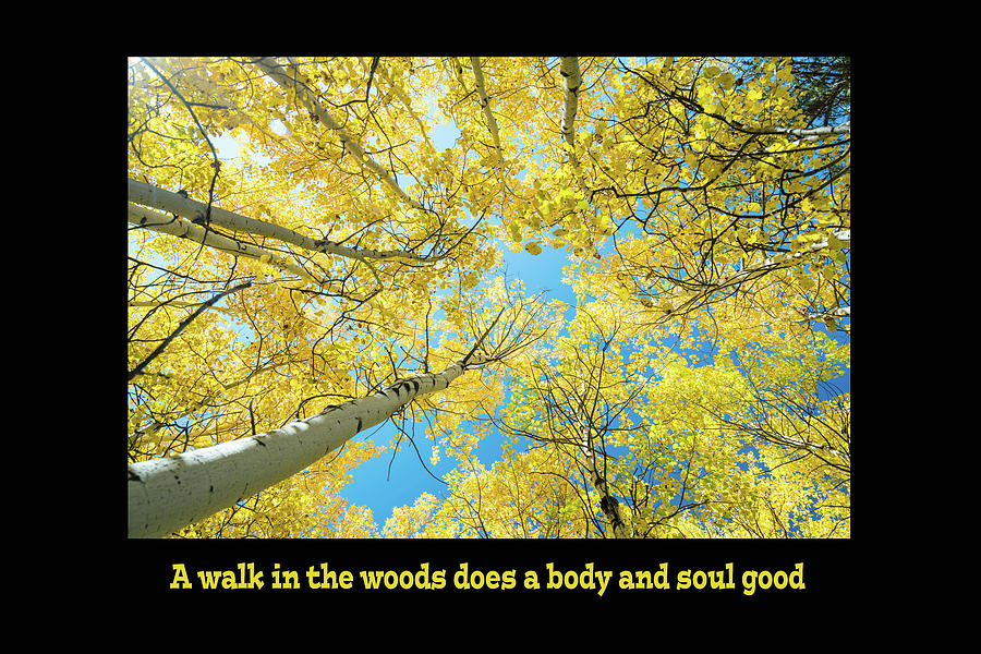 Walk in the Woods Does a Body Good Photograph by James BO Insogna