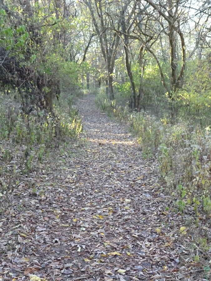 Walk in woods in Fall in Kentucky Photograph by Stevie Jaeger - Pixels