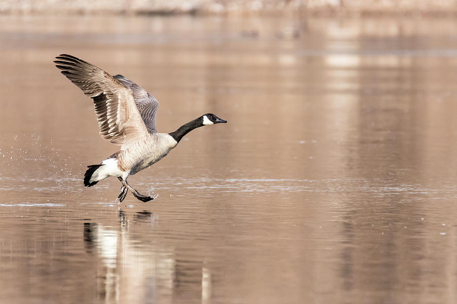Goose Photograph - Walk on Water Goose by Patti Deters